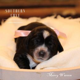 Mercy Warren - Black female Australian Labradoodle puppy in Winter Haven, Florida from Southern Cove Labradoodles
