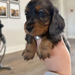 Black-Tan dapple female - Dapple female Dachshund puppy in Bowling Green, Kentucky from Dachshunds of the Valley