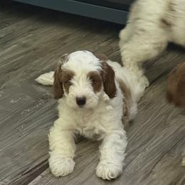 Cavapoo Puppies from AZ Cavapoos