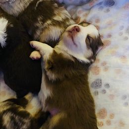 Miniature Australian Shepherd and Toy Australian Shepherd Puppies from Lowery’s Little Aussies