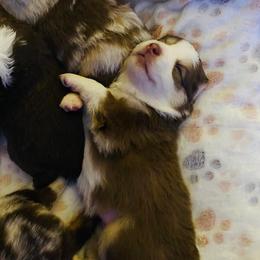 Miniature Australian Shepherd and Toy Australian Shepherd Puppies from Lowery’s Little Aussies