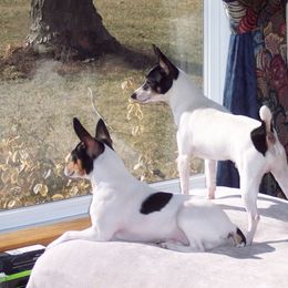 Toy Fox Terriers from DynAsty Toy Fox Terriers