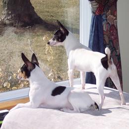 Toy Fox Terriers from DynAsty Toy Fox Terriers