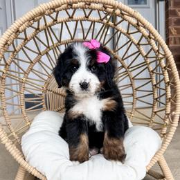 Georgia - Tri-color female Bernedoodle puppy in West Haven, Utah from Split Mountain Doodles