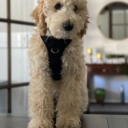 Goldendoodle, Labradoodle, Poodle, and Saint Berdoodle Puppies from Dent’s Doodles