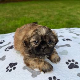 Rusty - Brindle male Shih Tzu puppy in Wakefield, Rhode Island from Shih Tzu Companions in Rhode Island