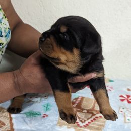 Girl 2 - Rottweiler puppy from Galaxia Rottweilers