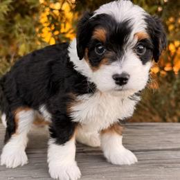 Georgia - Tri-color female Bernedoodle puppy in Vacaville, California from Starlight Goldendoodles