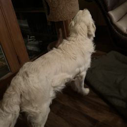 Cash - Golden Retriever