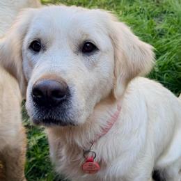 Northy - Golden Retriever