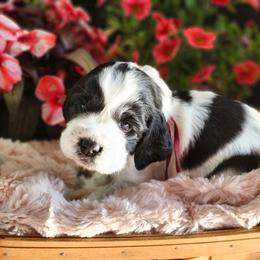 Hershey's - Black and white female English Springer Spaniel puppy in Westover, Maryland from Sterling's springer Haven