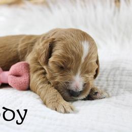 Brandy - Red  female Goldendoodle puppy in Casa Grande, Arizona from AzDoodle Dandies