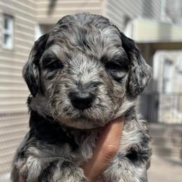 Variolite - Merle female Goldendoodle puppy in Philadelphia, Pennsylvania from Jah’s Retrievers