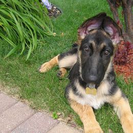 German Shepherds from Tonor-Steffca German Shepherd dogs
