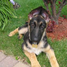 German Shepherds from Tonor-Steffca German Shepherd dogs
