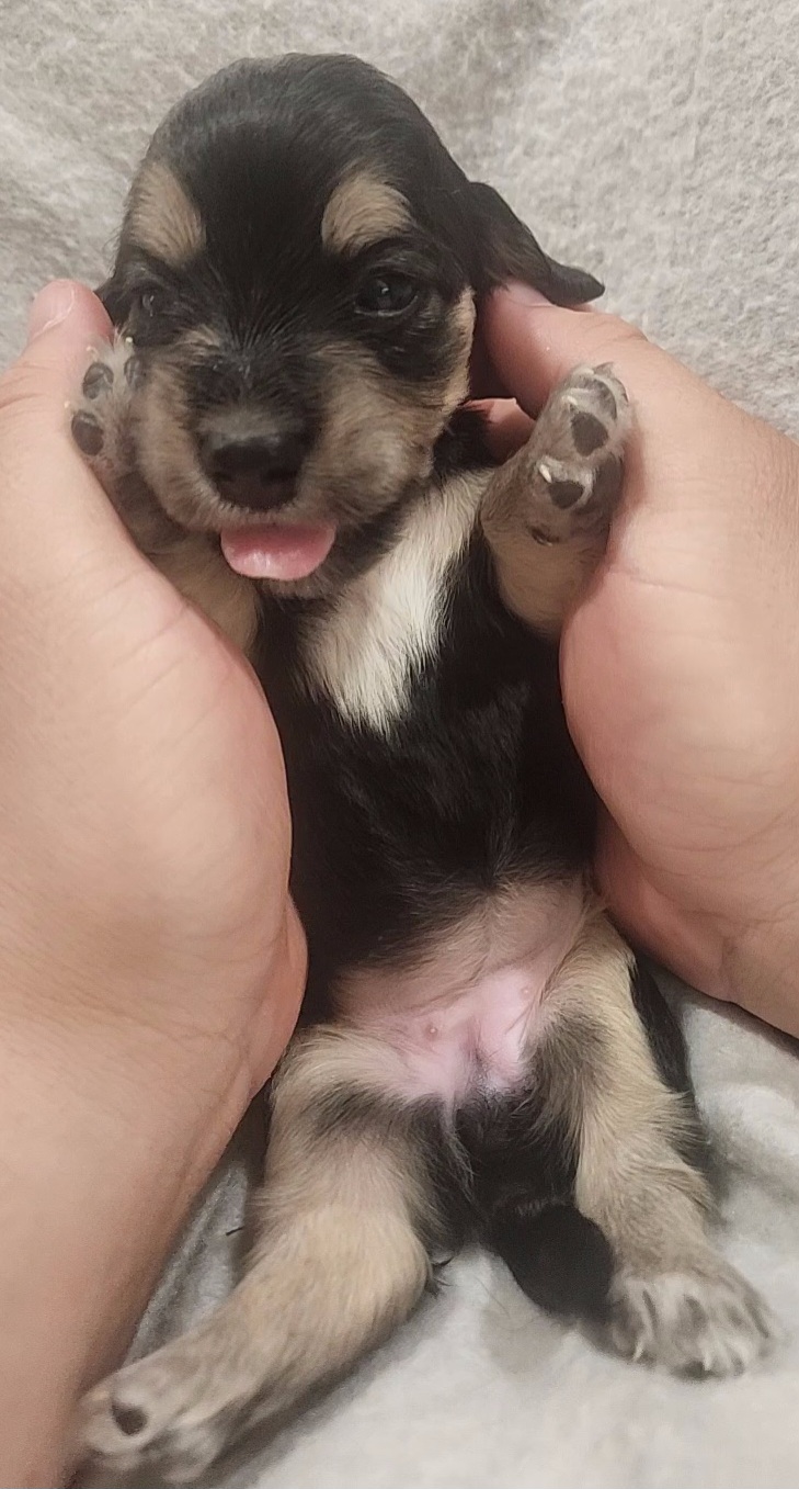 Dachshund Puppies from Katie Light