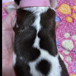 Pink Collar - Mahogany and white female Saint Bernard puppy in New Philadelphia, Ohio from Fletchers Saints