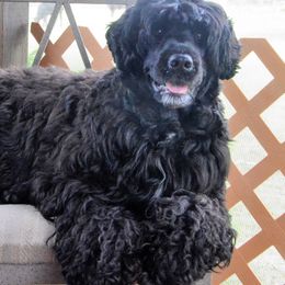 Portuguese Water Dogs from Mariner Kennel