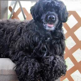 Portuguese Water Dogs from Mariner Kennel