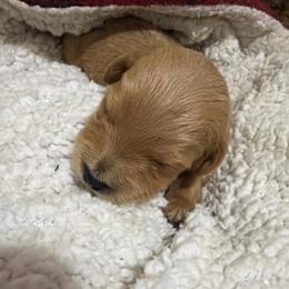 Grace - Cream female Goldendoodle puppy in Centralia, Missouri from Oodles Of Doodles Mo.