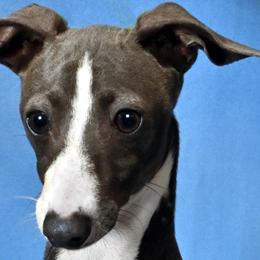 Willie - Italian Greyhound