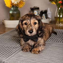 Halo - Brindle male Dachshund puppy in Kingman, Arizona from Diddle Bros Dachshunds