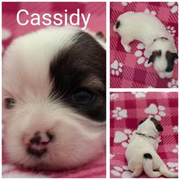Cassidy - Parti female Lhasa Apso puppy in Cincinnati, Ohio from Shangri-La Lhasa Apsos