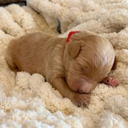 Sandy - Apricot female Goldendoodle puppy in Wyandotte, Oklahoma from Goldendoodles of NE OK