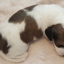 Dachshund Puppies from Happy Acres  Miniature Dachshunds