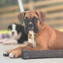 Justice - Fawn female Boxer puppy in Georgia from Stephanie’s Boxers