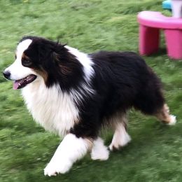 Cooper - Australian Shepherd