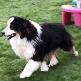 Cooper - Australian Shepherd