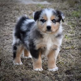 Brisk - Blue merle male Miniature Australian Shepherd puppy in Evant, Texas from Lazy VT Bar Ranch