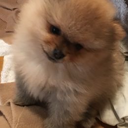 Pomeranian Puppies from Sharon's Pomeranians