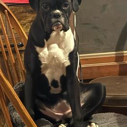 Skye - Boxer