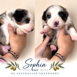 Sophia - Blue merle female Australian Shepherd puppy in Gowen, Michigan from XA AUSTRALIAN SHEPHERDS