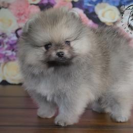 Grizz - Cream sable male Pomeranian puppy in Fultonville, New York from Sandy Aussies & Pomeranians