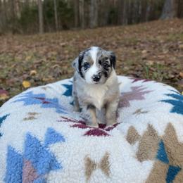 Australian Shepherd Puppies from Southern Tribute Farms