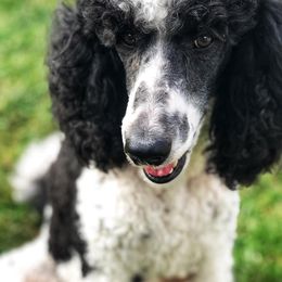 Bernedoodle, Bernese Mountain Dog, Old English Sheepdog, Poodle, and Sheepadoodle All Grown Up from VonDoodles Bernedoodles & Sheepadoodles