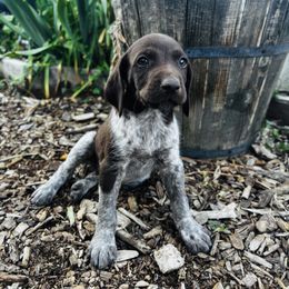Koa - Liver roan male German Shorthaired Pointer puppy in Ephraim, Utah from Justin's German Shorthaired Pointers