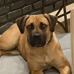 Boerboels and Staffordshire Bull Terriers from Redwood Coast Staffords & Austin Creek Boerboels