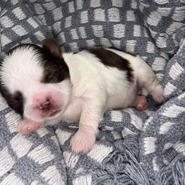 Chocolate Dobie Parti Boy - Liver and white male Shih Tzu puppy in Albany, New York from Precious Shihpoo’s and Luxurious Shih Tzu’s
