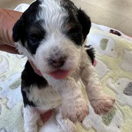 Girl 1 - Black female Havapoo puppy in Cedar Springs, Michigan from Pridespoodles