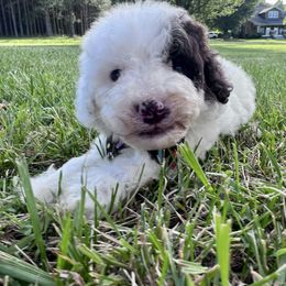 Rocky Road with Training - Brown and white male Cockapoo puppy in Boonville, North Carolina from Doods & Dolls