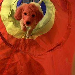 Goldendoodle Puppies from Goldendoodle Baby