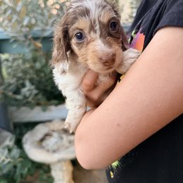 Aspen - Dapple female Dachshund puppy in Copperas Cove, Texas from Isalyn Dachshunds