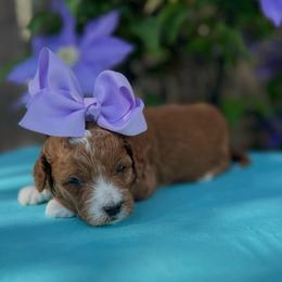 Pinky - Apricot female Goldendoodle puppy in Boaz, Alabama from Doodles All Day