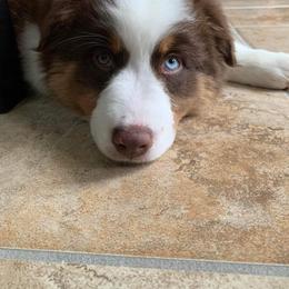 Australian Shepherd Puppies from Grand Ridge Australian Shepherds