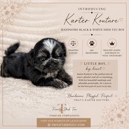 Karter Kouture - Black and white male Shih Tzu puppy in Trinity, North Carolina from Trinity Shih Tzu