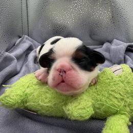 Trusty - Black white and tan male English Toy Spaniel puppy in Pennsylvania from Enchanting Charlies